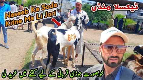 Friday Taxila Bakra Mandi Latest Update 17 May 2024 Big Deal Naseeb