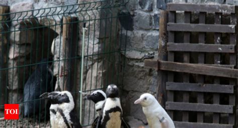 Rare albino penguin makes debut at Polish zoo - Times of India