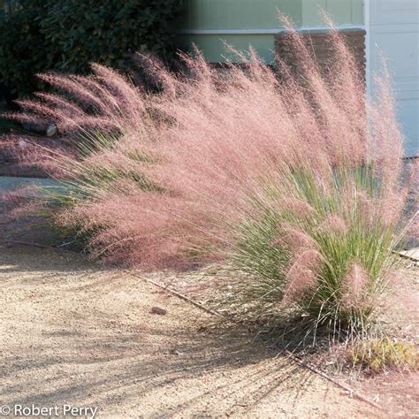 Regal Mist Deer Grass