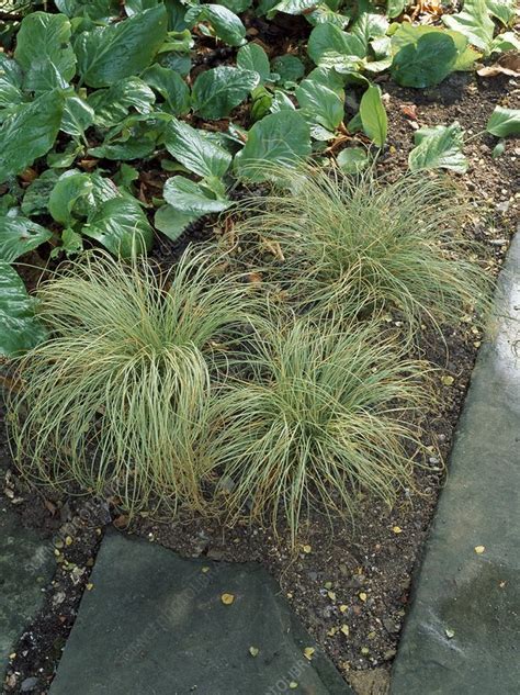 Carex Frosted Curls Stock Image C0096341 Science Photo Library