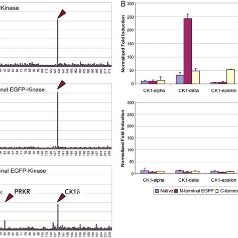 Classification of the human kinase genes identified and cloning success ...