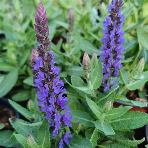 Szałwia omszona Salvia Blue Bouquetta najpiękniejsza szałwia