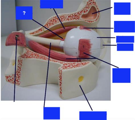 eye model 2 labeling Flashcards | Quizlet
