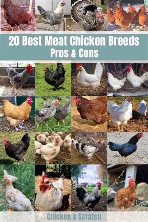 20 Best Meat Chicken Breeds Pros And Cons