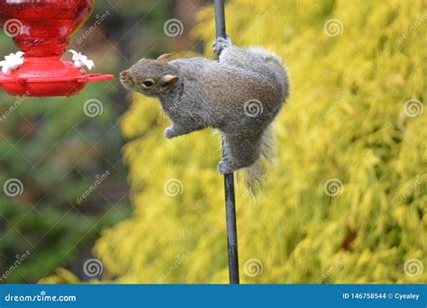 Gray Squirrel Mangeant Des Crous Dans Ma Cour Photo Stock Image Du