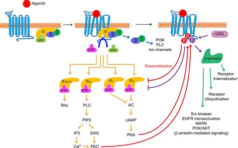 G Protein Coupled Receptors In Heart Disease Circulation Research