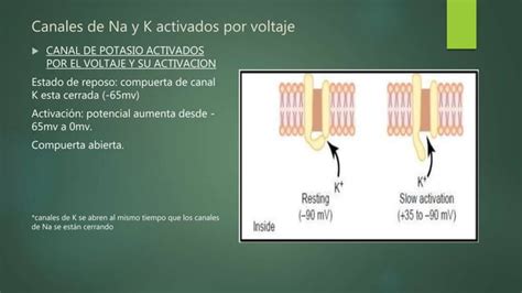 Potenciales Del Membrana Y Potenciales De Accion Ppt