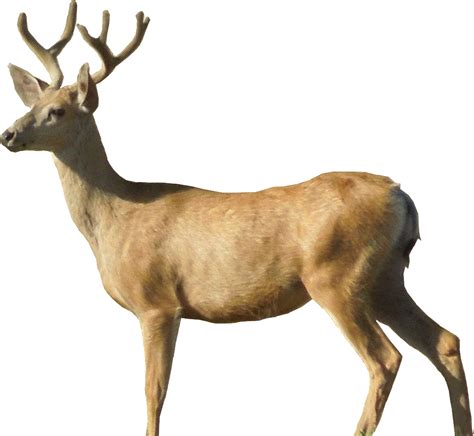 Free Deer Png Download Free Deer Png Png Images Free Cliparts On Clipart Library