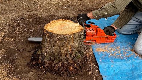 Diy Tree And Stump Removal With An Echo Chainsaw Part 2 Youtube