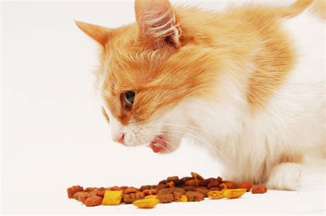 Cosa Mangiano I Gatti Guida All Alimentazione