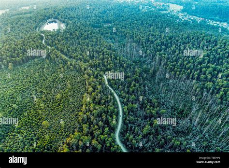 Eucalyptus forest aerial hi-res stock photography and images - Alamy