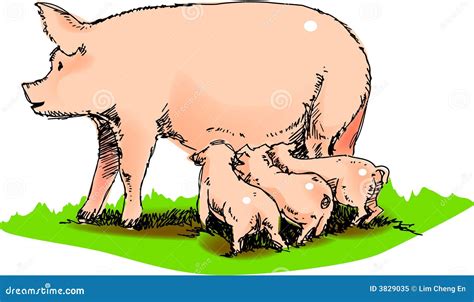 Mother Pig Royalty Free Stock Photo - Image: 3829035