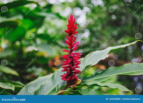 Alpinia Purpurata Flower, or Red Ginger, Close View in Tropical Garden ...