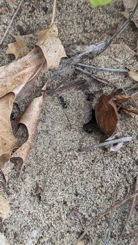 Silky Field Ant From Benton Township Il Usa On September At