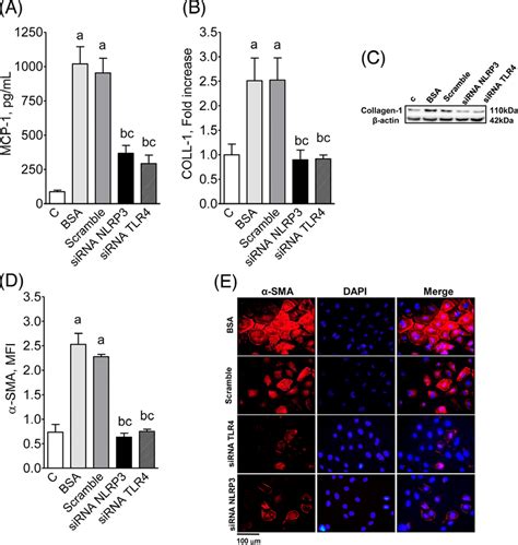 Mcp 1 Coll 1 And Sma Production By Cultivated Proximal Tubular Cells