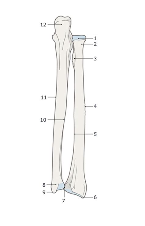 Radius And Ulna Diagram Posterior Aspect Diagram Quizlet