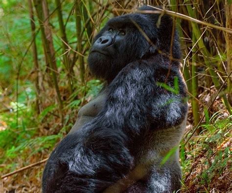 Experiencias De Vida Silvestre Que No Querr Perderse En Un Viaje A