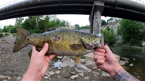 Big Smallmouth Bass Topwater Action Youtube