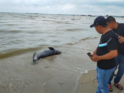 Seekor Ikan Dugong Ditemukan Terdampar Di Pantai Sergang Bentan Co Id