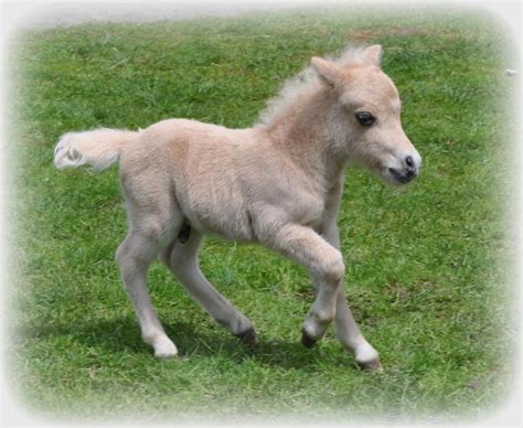 69 best Cute baby horses images on Pinterest | Baby horses, Animal ...