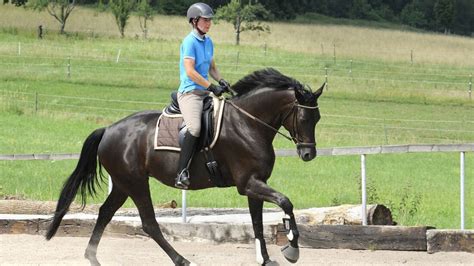 Tipps Und Bungen F R Reiten In Anlehnung Cavallo De