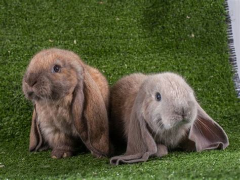 Meet 6 Lop Eared Rabbit Breeds - The Most Popular Furry Pet