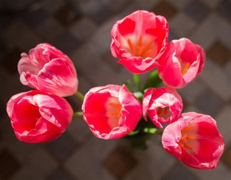 Premium Photo | Bouquet of tulips