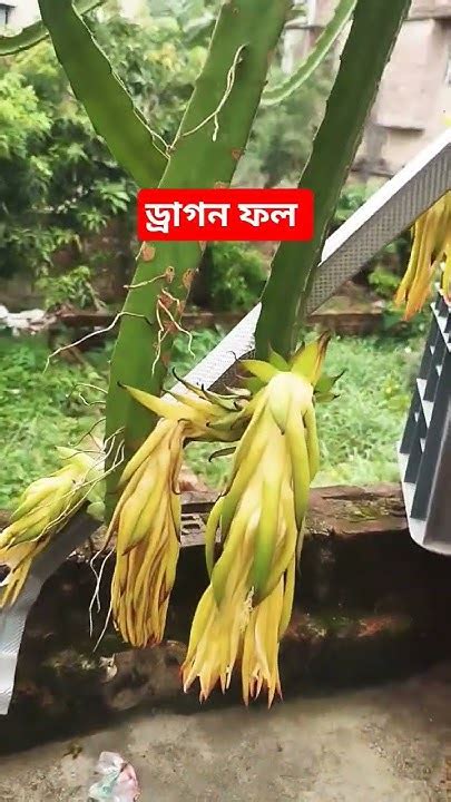 ড্রাগন ফল Dragon Fruit Kolkata Sonarpur Youtube