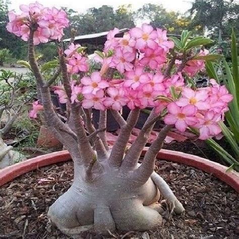 Adenium Arabicum Yak Sing Buri 10 Seeds Etsy