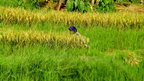 Farmers Are Harvesting Rice In Paddy Fields Editorial Stock Photo