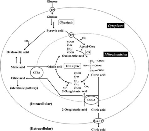 Full Article Decrease Of Citric Acid Produced By Aspergillus Niger