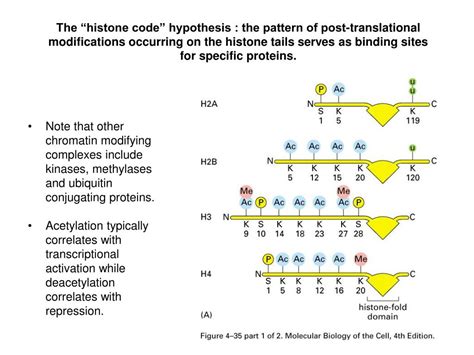 PPT - Chromatin Remodeling PowerPoint Presentation, free download - ID:6860835