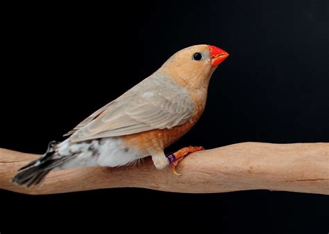 Zebra Finch Ob Bb Bf Light Back A Photo On Flickriver