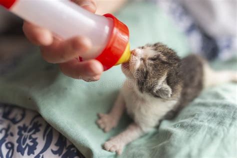 Woman Bottle-feeding a Little Kitten Stock Photo - Image of holding ...