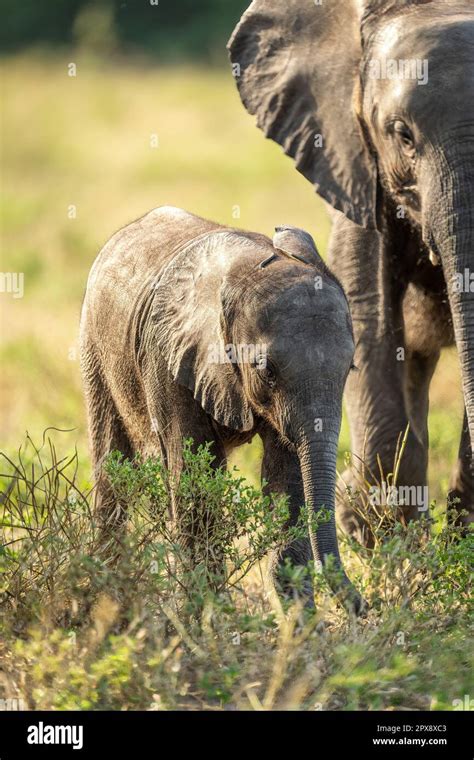 Baby African bush elephant walks by another Stock Photo - Alamy