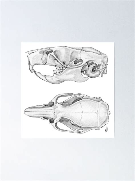 Rat Skull Pencil Sketch Poster For Sale By Gorgeousscience Redbubble