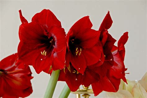 How To Water Amaryllis For Magnificent Blooms Dutchgrown