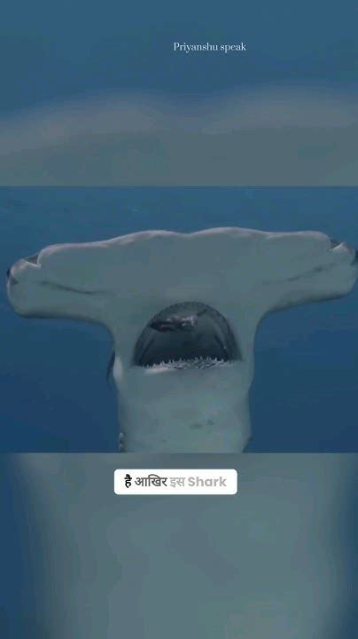 Why Do Hammerhead Sharks Have Hammer Heads Shorts Youtube