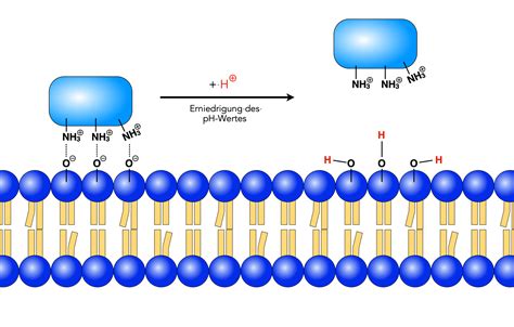 Periphere Membranproteine