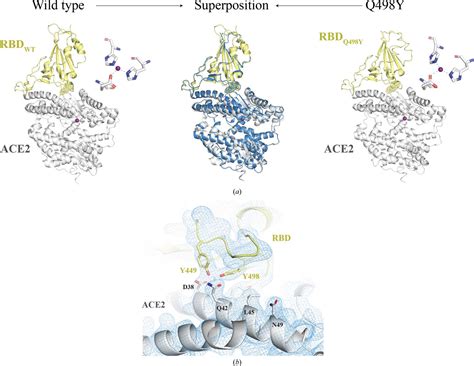 Iucr Structural Bases For The Higher Adherence To Ace Conferred By