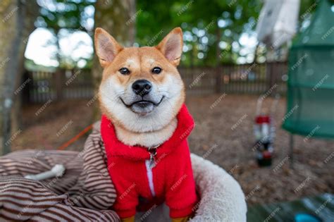 Premium Photo | Shiba inu dog playing with a frisbee in the park shiba ...