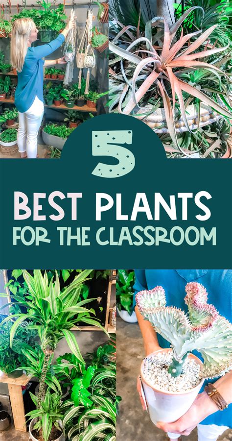 5 amazing plants for the classroom – Artofit