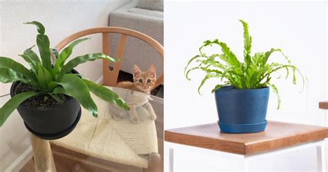 The Best Pet Friendly Plants From Bloomscape Popsugar Pets