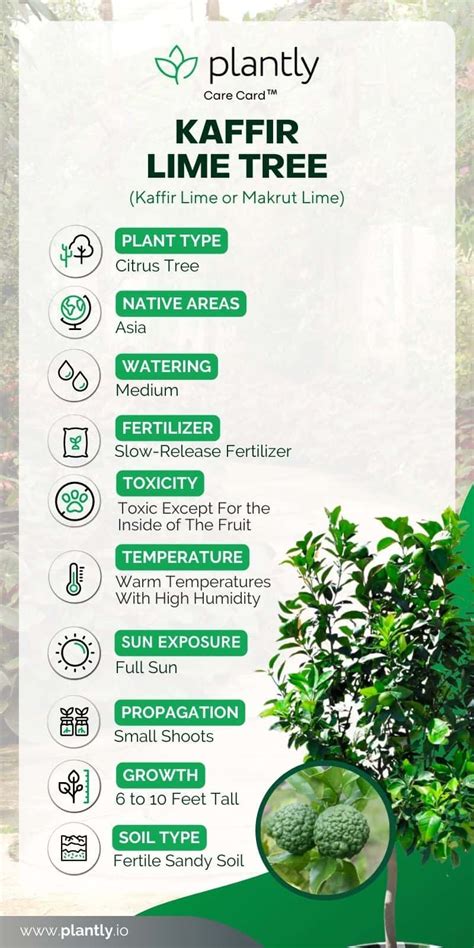 Kaffir Lime Tree Plant Care Guide | Plantly