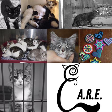 craig cats 8