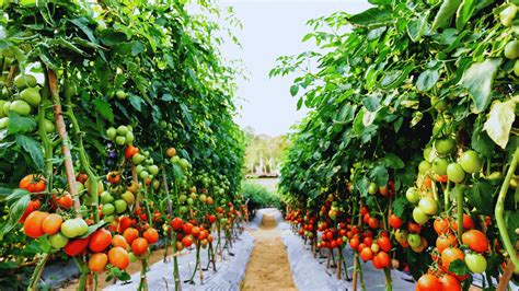 Tomato Cultivation The Best Techniques For Abundant Harvests Green