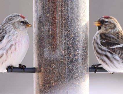 House Sparrow Identification Diagrams