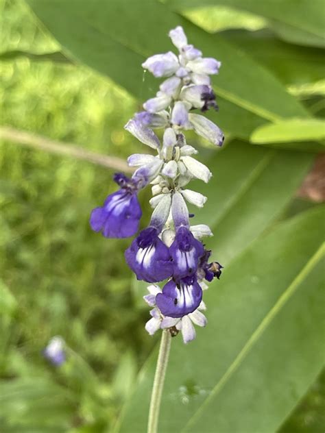 Mealy Blue Sage From Shady Woods Trail Montgomery TX US On May 16