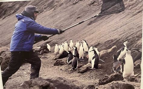 Murió Andrés Barbosa investigador español experto en pingüinos Grupo