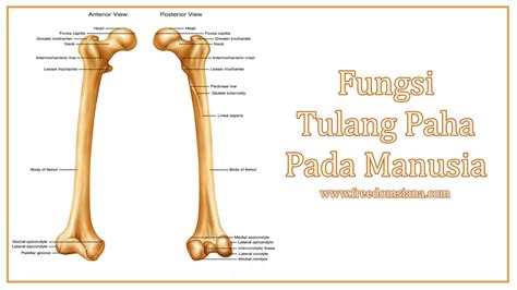 5 Fungsi Tulang Paha Dan Tulang Kering Pada Manusia Freedomsiana